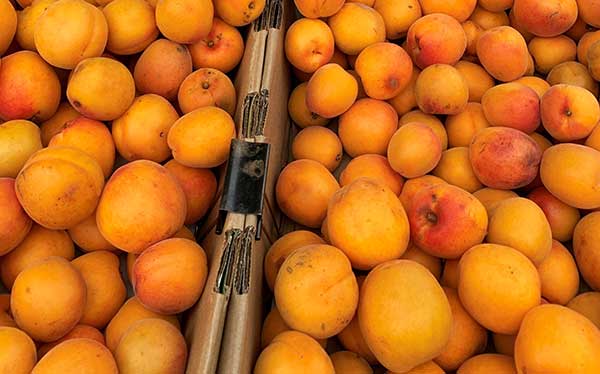 apricots