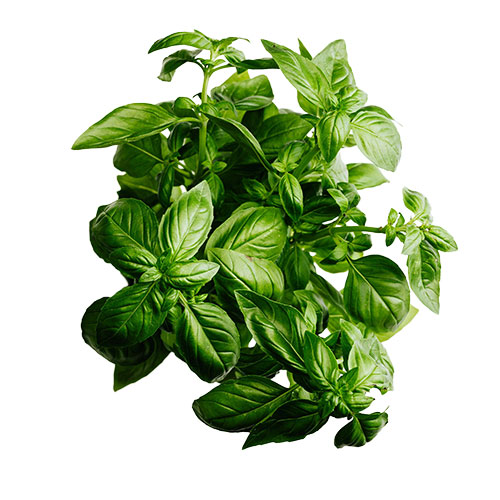 basil