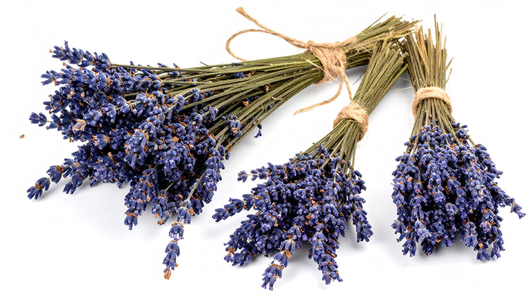 lavender2