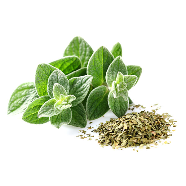 oregano