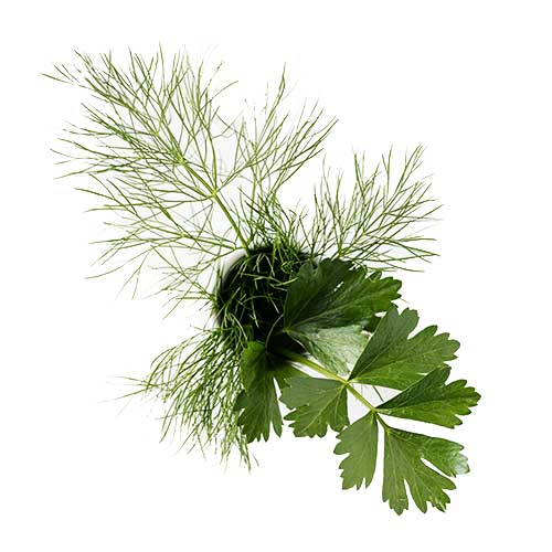 parley_dill2