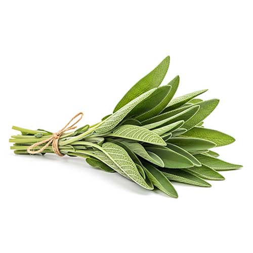 sage